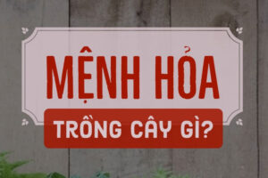 cây phong thủy hợp mệnh hỏa