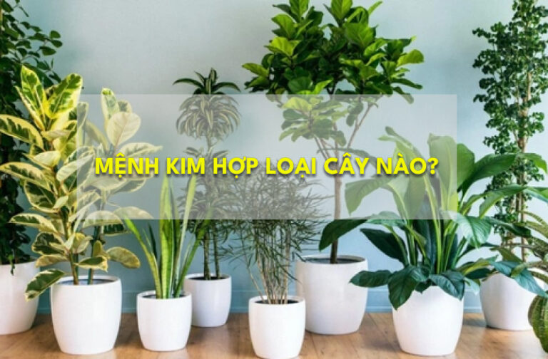 cây hợp mệnh kim