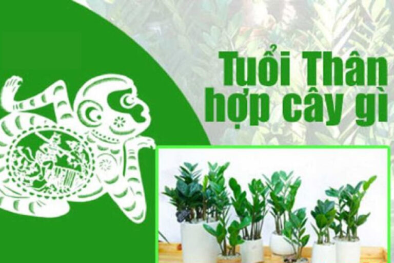 cây phong thủy hợp mệnh tuổi thân