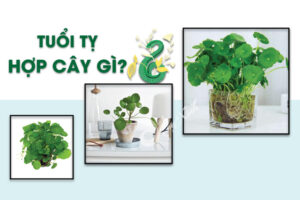 tuổi tỵ hợp cây gì