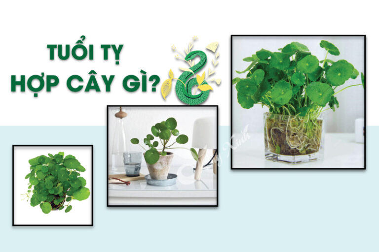 tuổi tỵ hợp cây gì