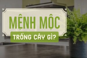 cây hợp mệnh mộc