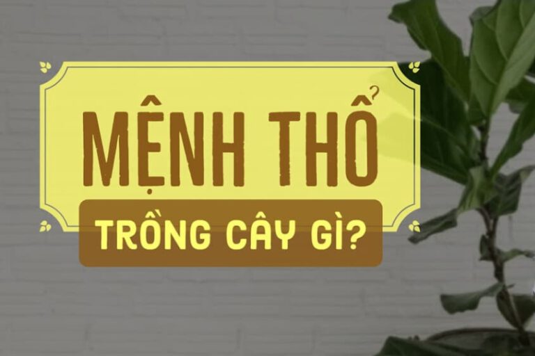 cây phong thủy hợp mệnh thổ