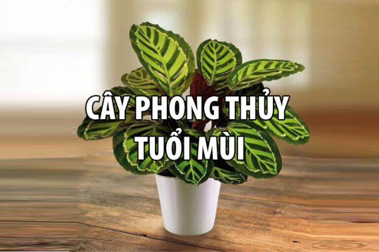 tuổi mùi hợp cây gì